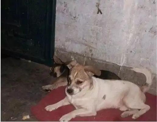 土狗见了洋狗会自卑吗
