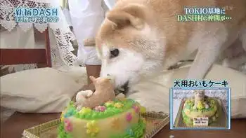 一路走好日本网友哀悼表情包柴犬逝世图
