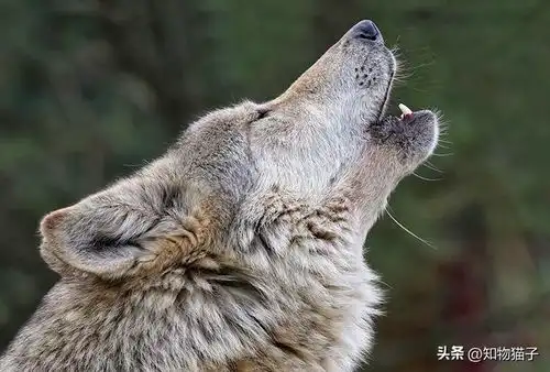 子不语怪力乱神但强大的ai,让翻译禽言兽语变得指日可待
