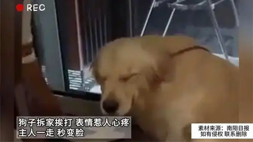 狗子拆家挨打表情惹人心疼主人一走秒变脸
