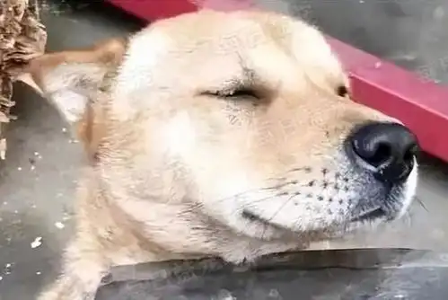 金毛在家搞破坏,主人拿出刀恐吓它,狗狗反应亮了
