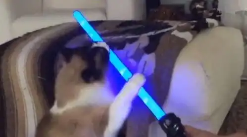 心怀武林梦的猫主人给它一根荧光棒,它当倚天剑玩一天
