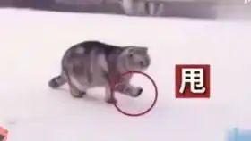 求这两个表情包的出处啊啊啊
