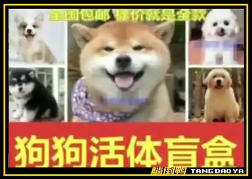 宠物盲盒快递被查封小猫小狗没吃没喝,活活憋死
