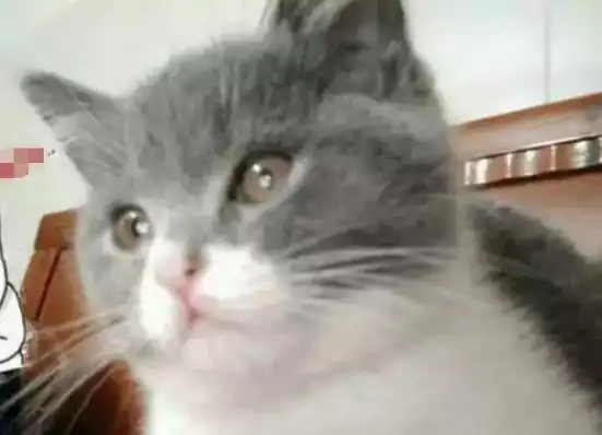 把小猫咪寄养在男友的家中,没想到2个月后去接猫时,立刻愣住了
