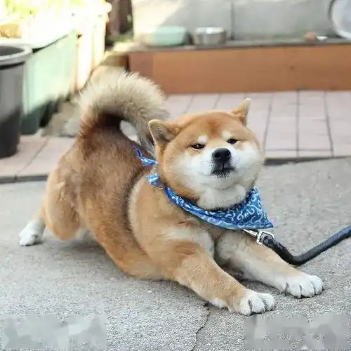 表情包柴犬风靡一时,为何养的人却越来越少原因缺点太多啦
