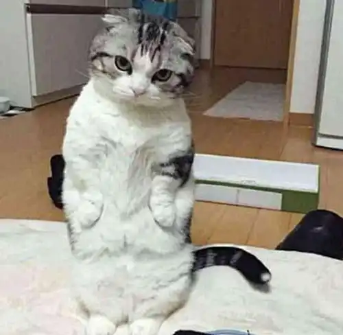 主人睡了个懒觉,看见猫咪表情觉得不好意思了真不是故意的
