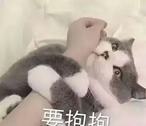 铲屎官猫咪太黏人太影响生活了,网友身在福中不知福
