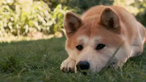 影评忠犬八公的故事狗子们能为主人做到什么程度呢
