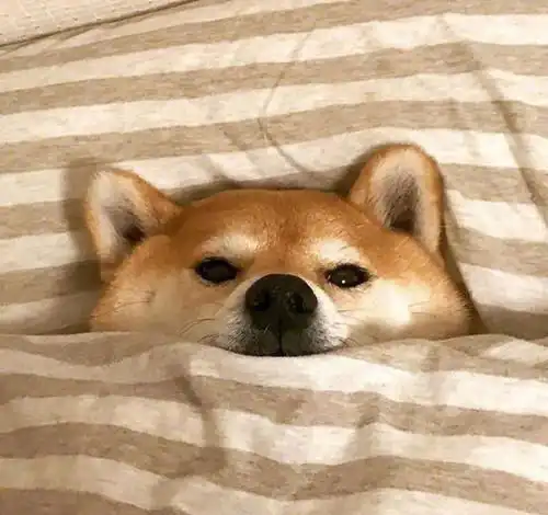 旺旺狗表情包压扁