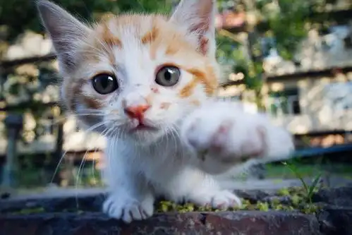 小奶猫拉稀很虚弱是不是要死了好可怜
