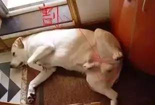 啪啪啪,狗狗到底有没有性欲
