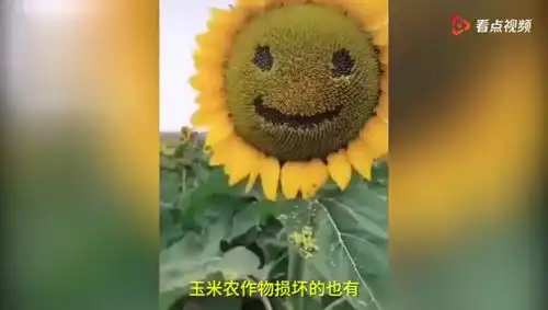 百亩向日葵绽放,被游客抠成表情包via一手video
