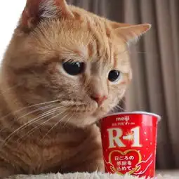 想吃又不能吃,小橘猫魔性表情走红,网友这不就是减肥的我吗
