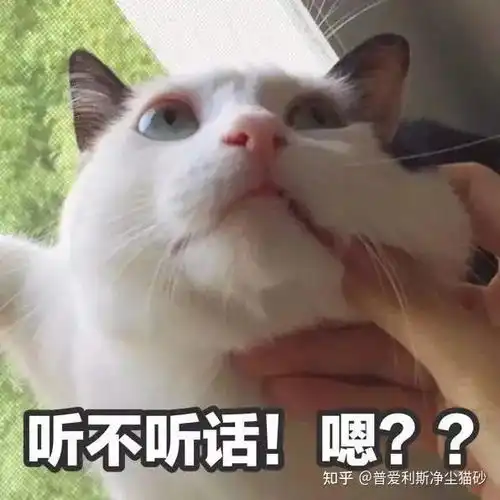 猫突然睡在你胸口的几个原因
