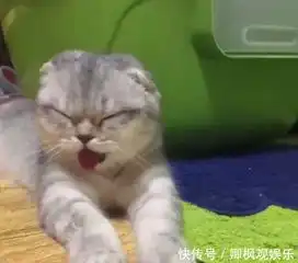 贪吃猫咪偷吃泡椒凤爪,被辣的猫生无望,心疼猫咪三分钟

