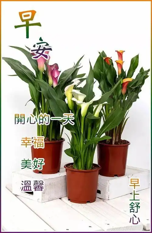 最新老同学早上好动态表情包,甜甜的问候,祝你开心每一天