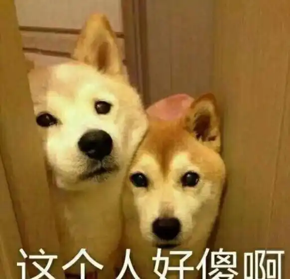 内存准备好了吗你们要的柴犬表情包来了
