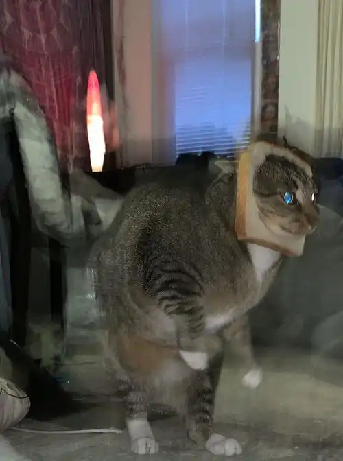 这些图片证明,每一只猫猫狗狗都有沙雕潜质