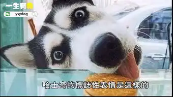 哈士奇和狼的区别,简直萌翻我
