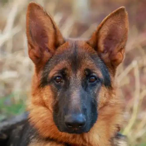 宜昌这31种犬禁养发现可打110
