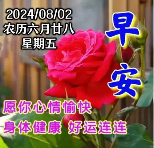 2024年8月2日星期五早上好,精选周五早安祝福语图片带字问候语
