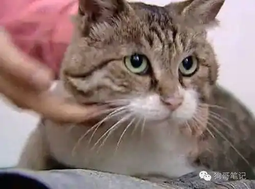 这只公猫祸害了整个小区的母猫被强制做绝育手术
