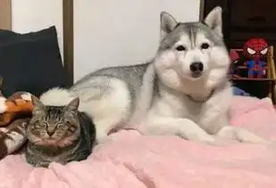 主人摸摸就笑到眯眯眼,二哈超治愈微笑让人感叹上辈子是萨摩吧
