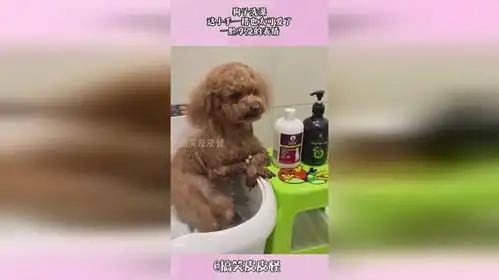 狗子洗澡,这小手一搭也太可爱了,一脸享受的表情
