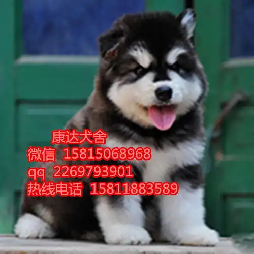 东莞哪里有卖阿拉斯加的阿拉斯加多少钱阿拉斯加好