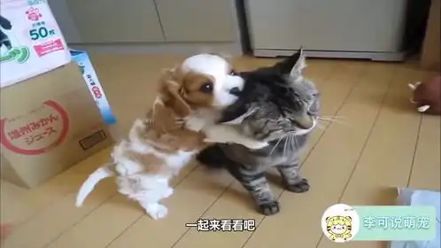 狗狗想上楼,无奈被橘猫拦路,看这表情平常肯定受了不少委屈吧
