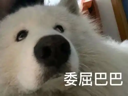 表情包做只废物挺好的
