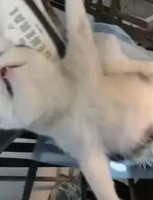 当给喵星人打了麻醉之后,看它的表情朕的江山要后继无人了
