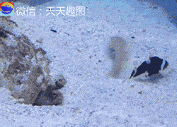 爆笑gif图我见过的最贱的鱼