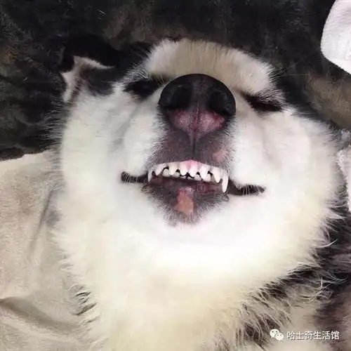 来自哈士奇各种智障的表情搜狐宠物搜狐网
