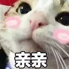 最近很火的40张猫咪表情包
