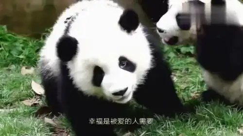 熊猫宝宝么么庆小小爱你到无可救药,表情包来喽
