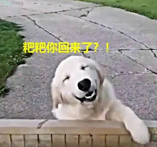 看到主人回家,狗狗露出超沙雕表情,实锤一条地主家的傻儿子
