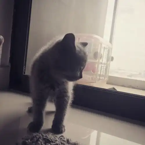 表情猫瘟治疗全纪录英短小蓝猫宝宝知乎表情