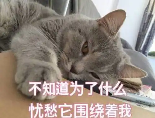 撸猫能手必备喵星拍照,猫咪行走表情包一个不浪费
