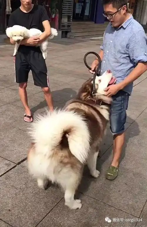 百来斤的阿拉斯加卖萌求抱抱,宠主苦笑自己多重心里没数啊
