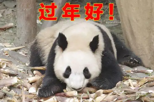 出彩滚滚收好这套滚滚拜年表情包
