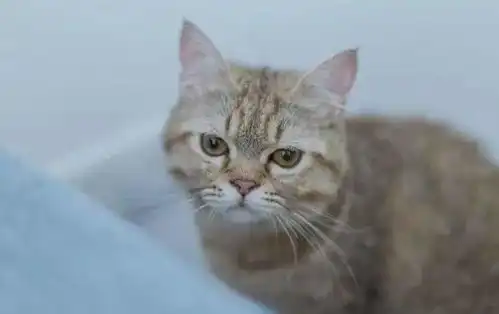 主人为猫咪包办婚姻,猫咪誓死抵抗,委屈的小表情笑死人

