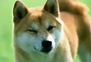 柴犬丨汪界表情包的鼻祖
