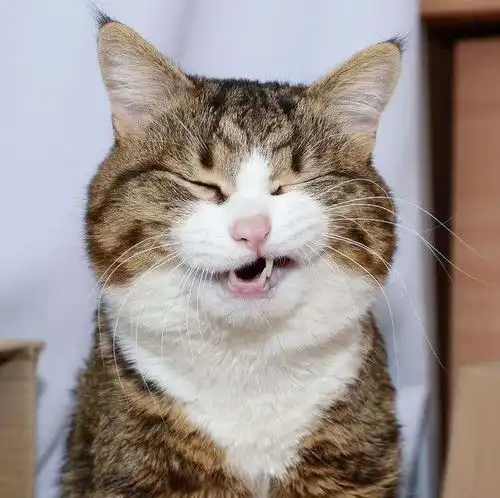 为什么很多老人喜欢批判猫是受传统观念影响养猫招灾是真是假

