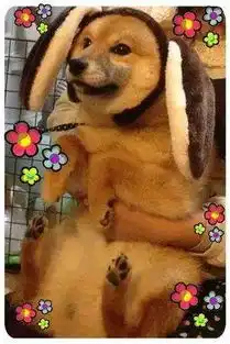 柴犬才是汪界表情包的鼻祖,哈士奇也得服
