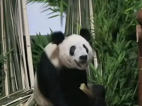 大熊猫丫丫近照曝光毛发柔顺笑容可爱眼神明亮,肉眼可见的变胖
