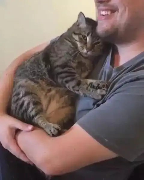 出差把猫寄养朋友家,一个月后再见面,猫做出动作主人心里好暖
