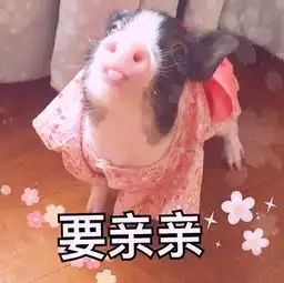 一组可爱的猪猪表情包

