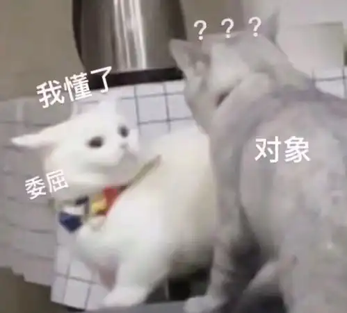 快来看看这是不是你和你对象的日常猫猫表情包
